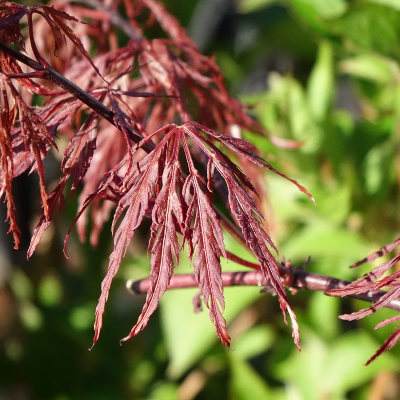Fächerahorn Firecracker - Acer palmatum (Laub)