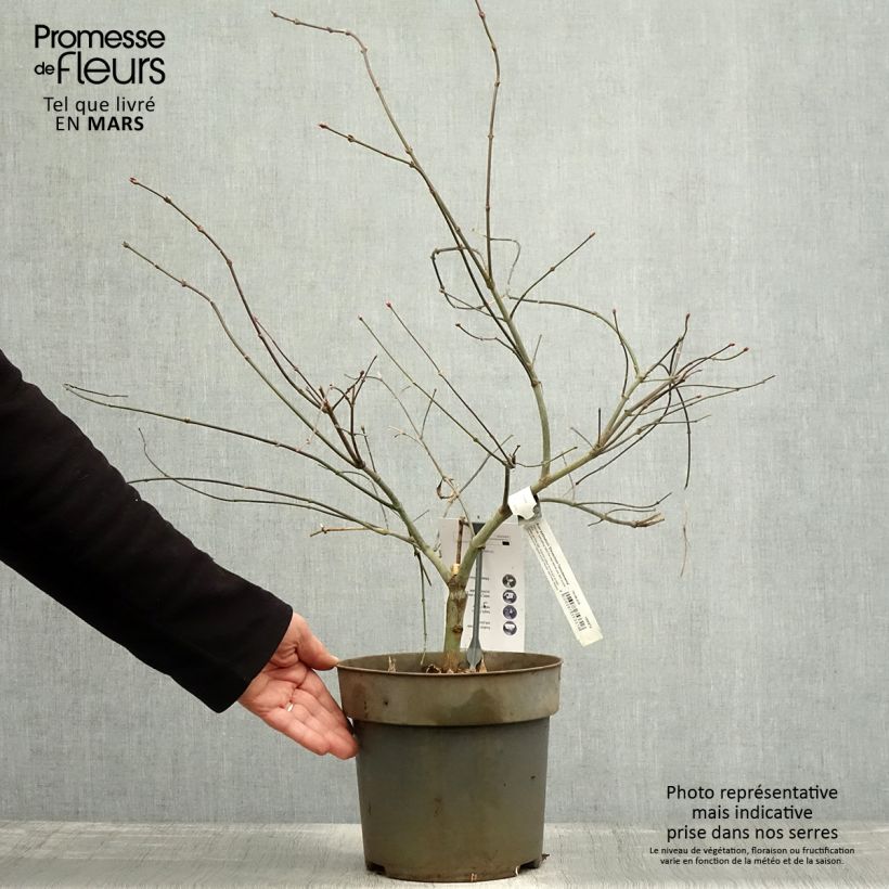 Exemplar von Fächerahorn Dissectum Tamukeyama - Acer palmatum Topf mit 4L/5L wie im Frühjahr geliefert