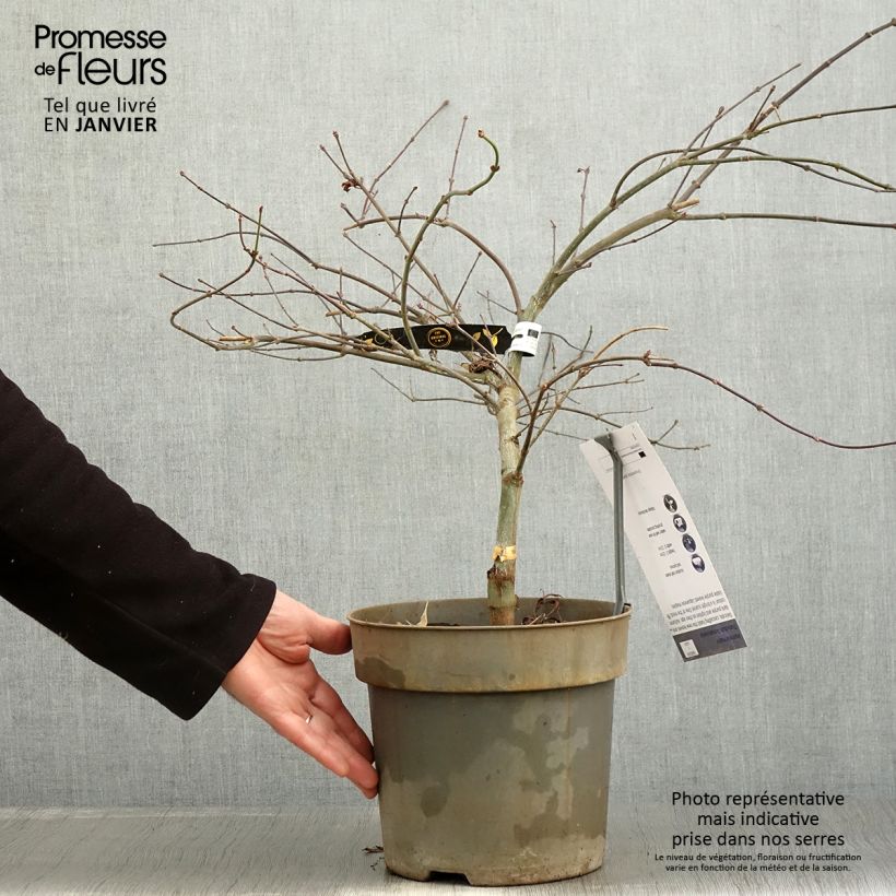 Exemplar von Fächerahorn Dissectum Tamukeyama - Acer palmatum Topf mit 4L/5L wie im Winter geliefert