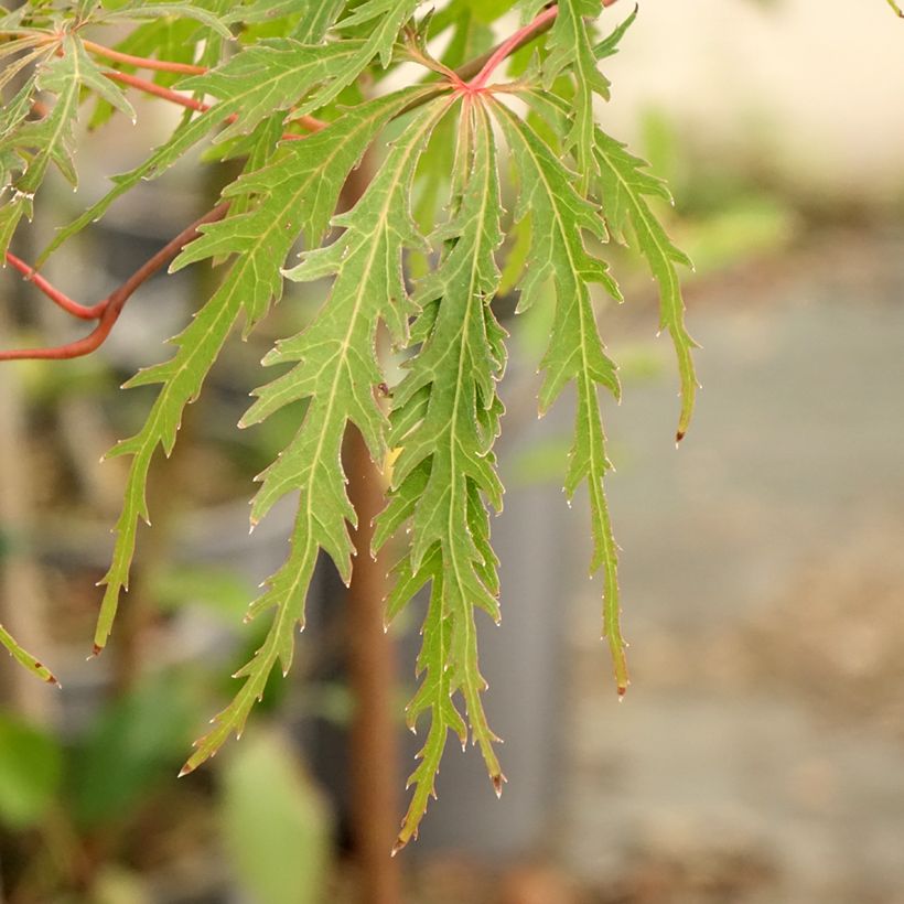 Fächerahorn Dissectum Viridis - Acer palmatum (Foliage)