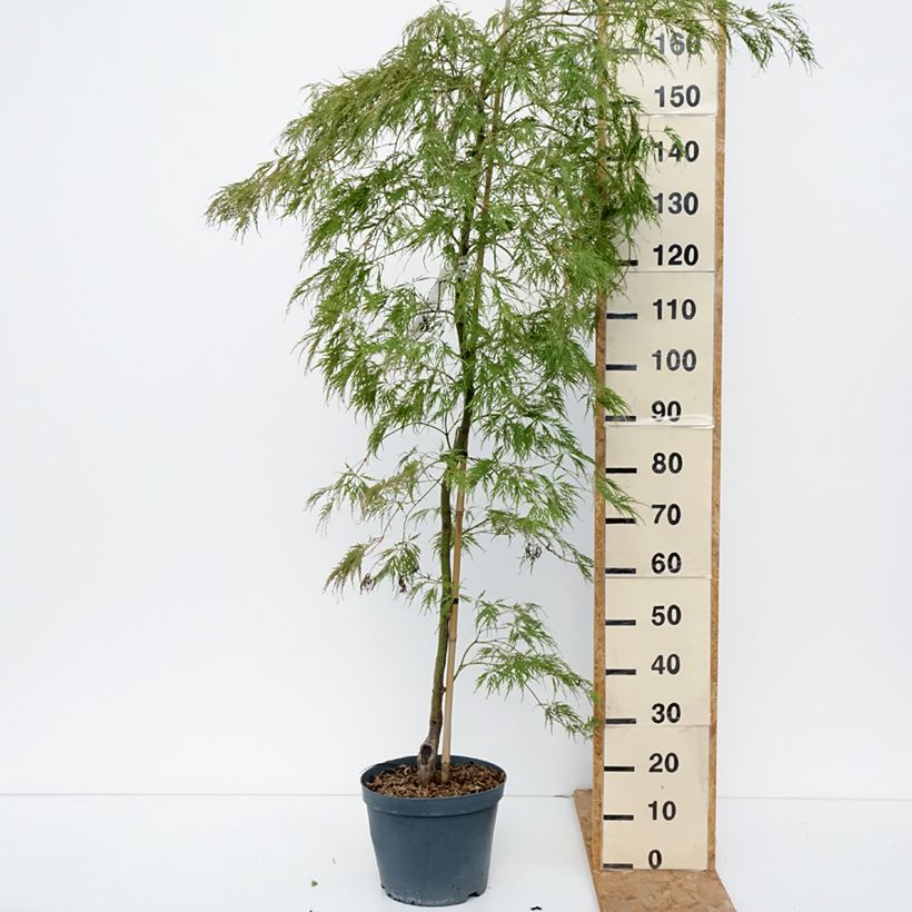 Exemplar von Fächerahorn Dissectum Viridis - Acer palmatum Topf mit 12L/15L, Stamm wie im Herbst geliefert
