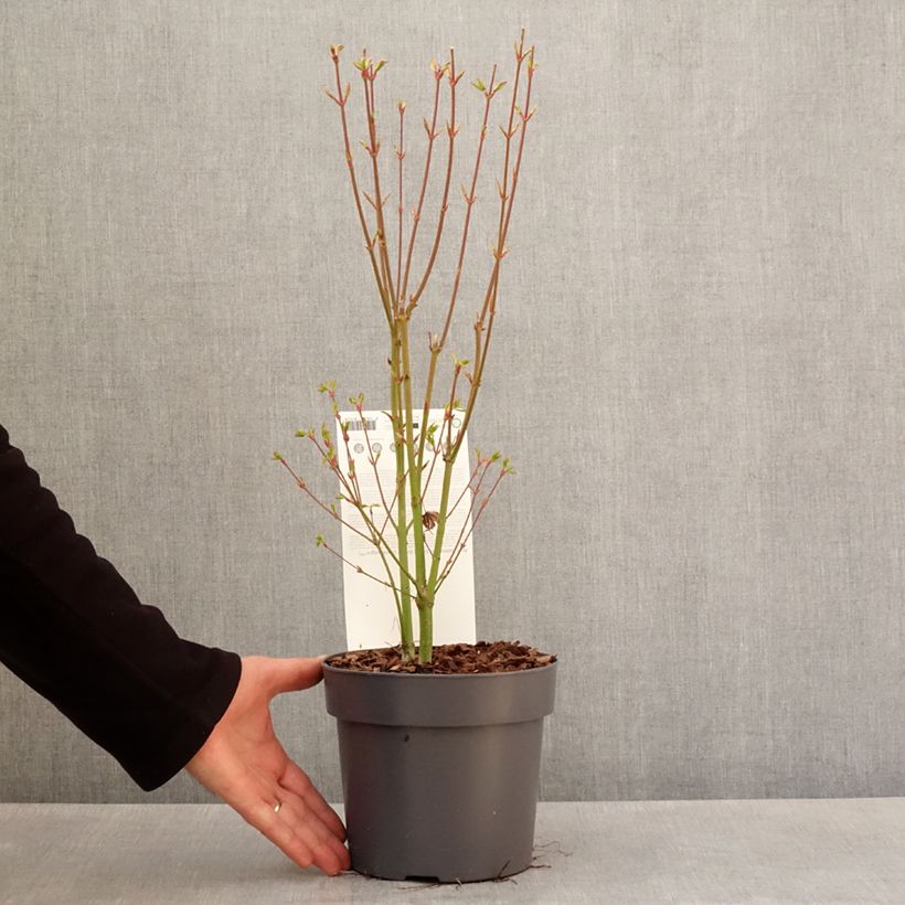Exemplar von Fächerahorn Going Green - Acer palmatum Topf mit 3L/4L wie im Frühjahr geliefert