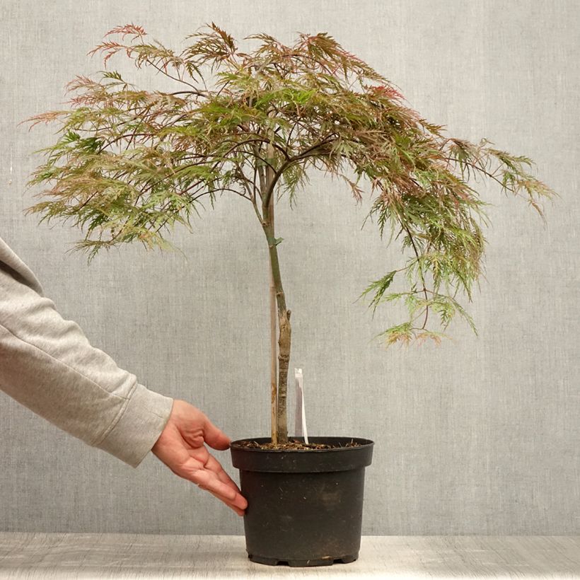Exemplar von Fächerahorn Dissectum Inaba-Shidare - Acer palmatum Topf mit 3L/4L wie im Sommer geliefert