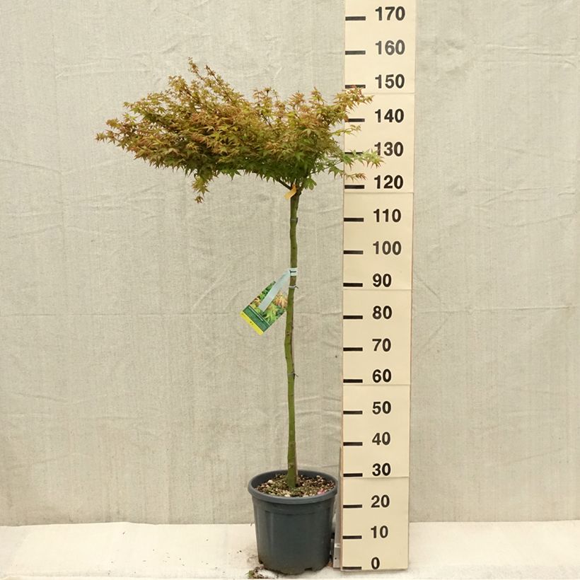 Exemplar von Fächerahorn Little Princess - Acer palmatum Topf mit 12L/15L wie im Frühjahr geliefert