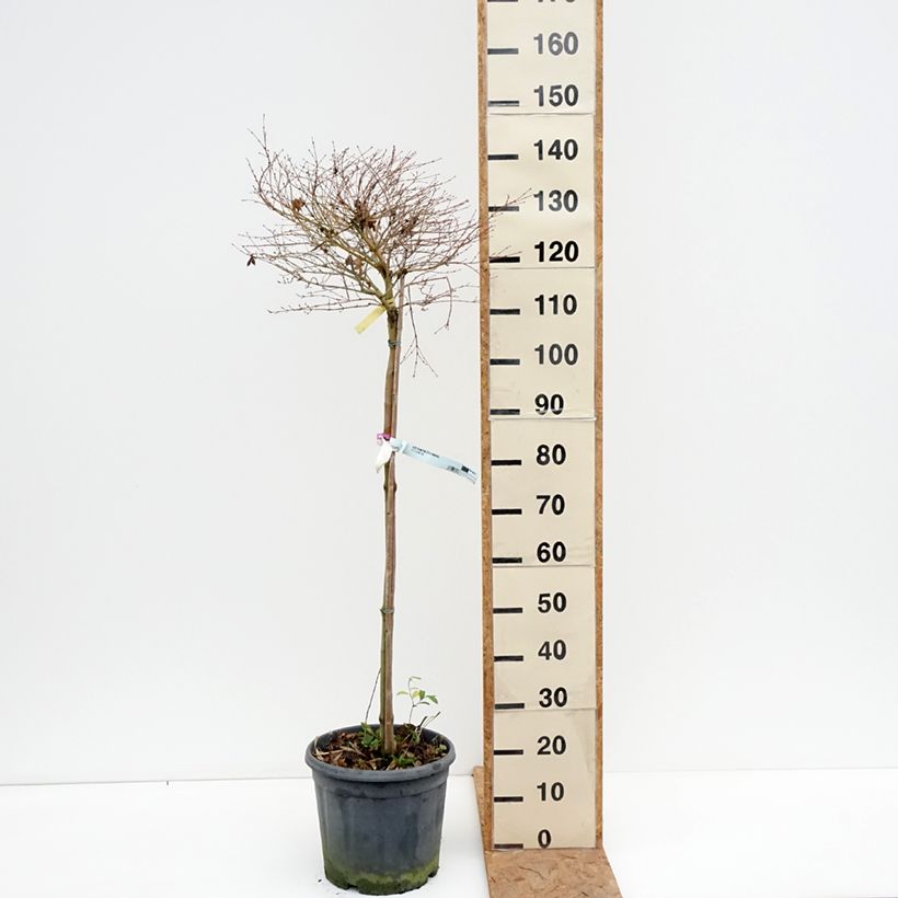 Exemplar von Fächerahorn Little Princess - Acer palmatum Topf mit 12L/15L wie im Herbst geliefert