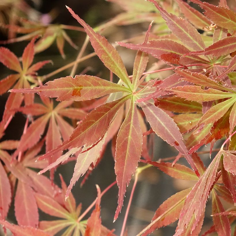 Fächerahorn Little Princess - Acer palmatum (Laub)