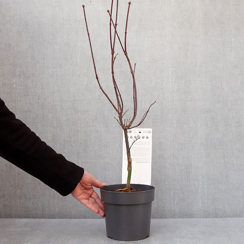 Exemplar von Erable du Japon - Acer palmatum Little Red Pot de 3L/4L wie im Winter geliefert