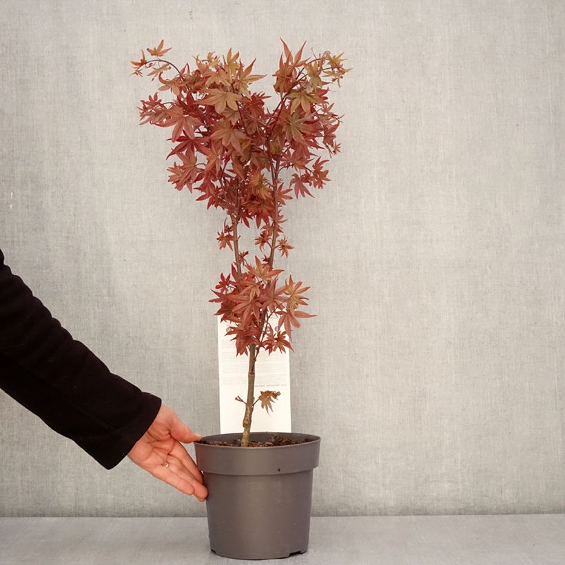 Exemplar von Fächerahorn Little Red - Acer palmatum Topf mit 3L/4L wie im Frühjahr geliefert