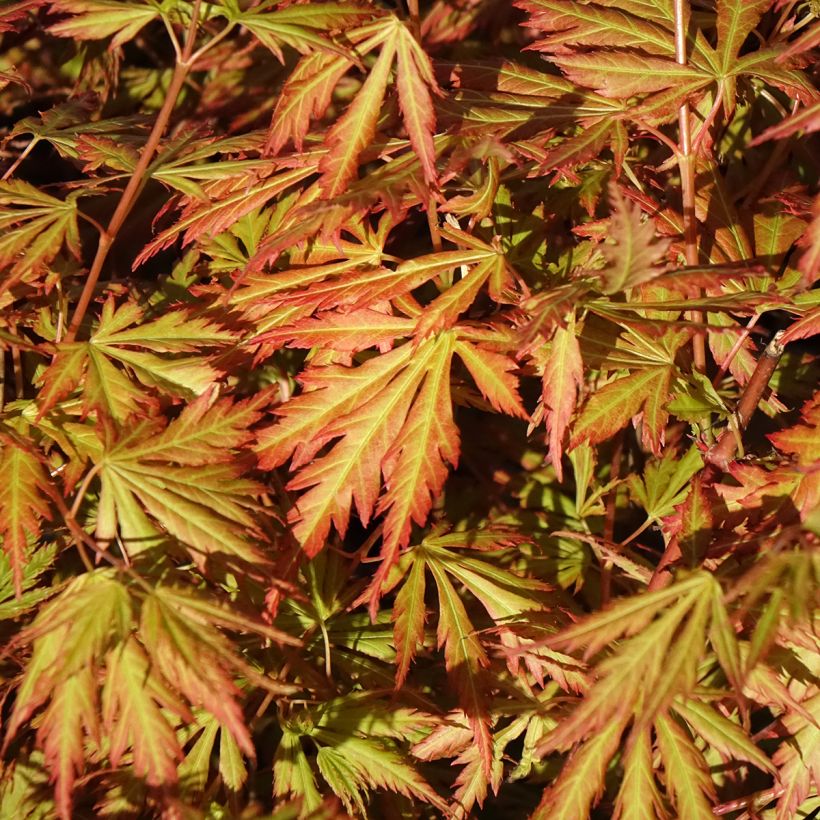Fächerahorn Orange Lace - Acer palmatum (Laub)