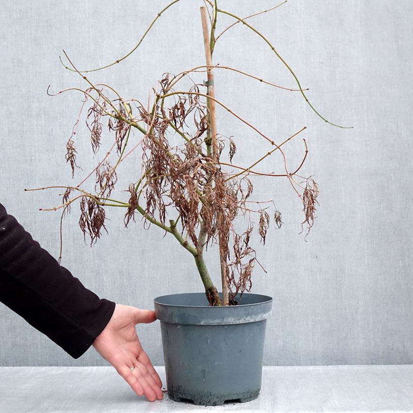 Exemplar von Fächerahorn Dissectum Ornatum - Acer palmatum Topf mit 4L/5L wie im Herbst geliefert