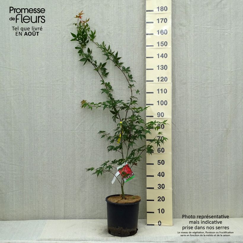 Exemplar von Fächerahorn Osakazuki - Acer palmatum Topf mit 7,5L/10L wie im Sommer geliefert