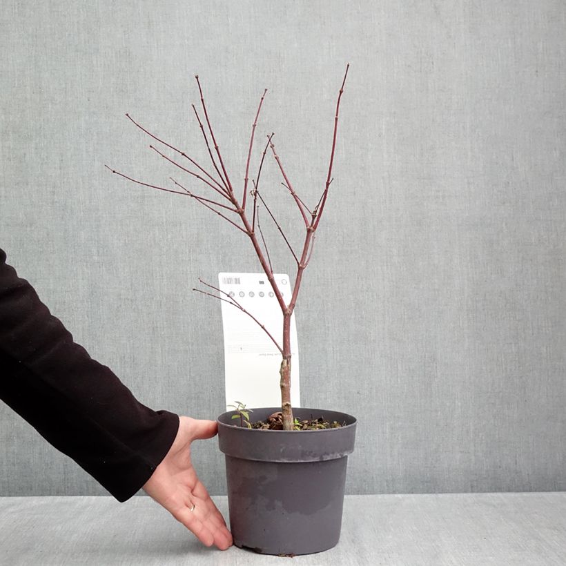 Exemplar von Fächerahorn Pevé Dave - Acer palmatum Topf mit 3L/4L wie im Herbst geliefert