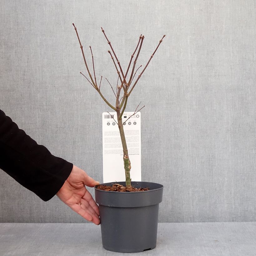 Exemplar von Érable du Japon - Acer palmatum Peve Dave Pot de 3L/4L wie im Winter geliefert