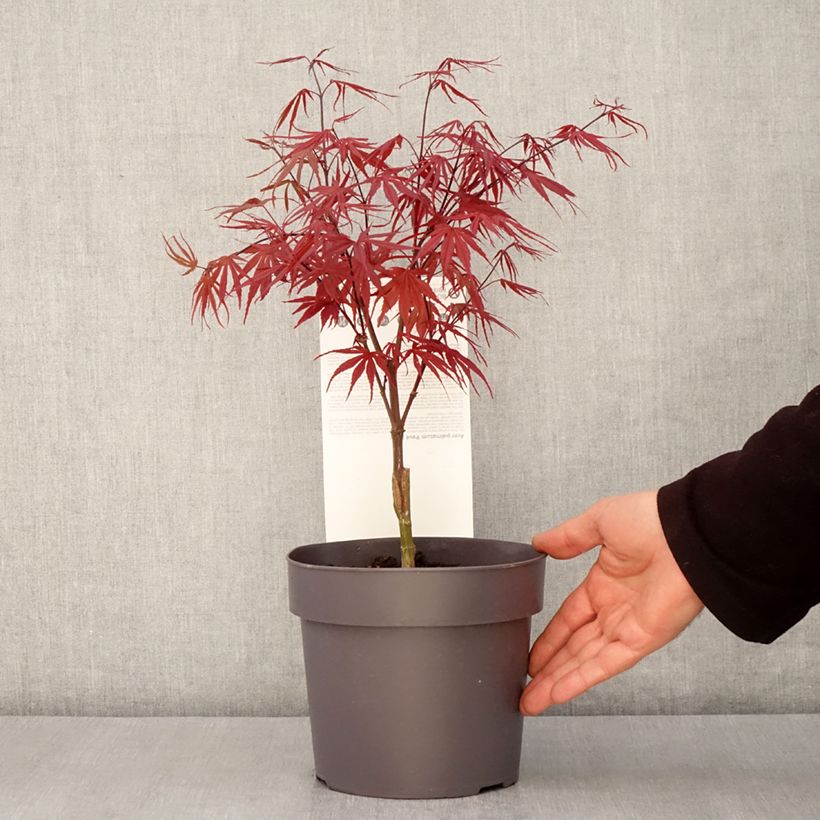 Example of Fächerahorn Pevé Dave - Acer palmatum Topf mit 3L/4L as you get in printemps