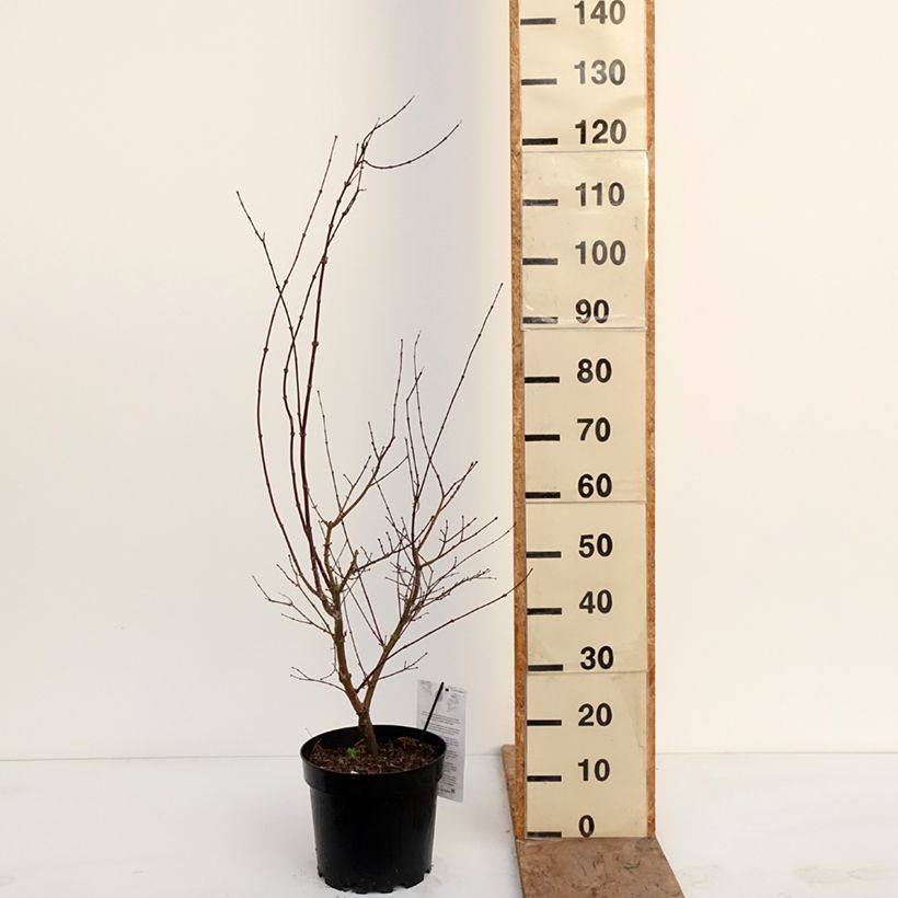 Exemplar von Fächerahorn Pink Passion - Acer palmatum Topf mit 7,5L/10L wie im Winter geliefert