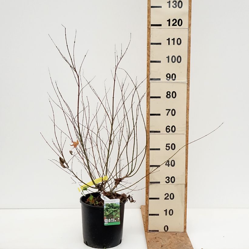 Exemplar von Fächerahorn - Acer palmatum Topf mit 7,5L/10L wie im Herbst geliefert