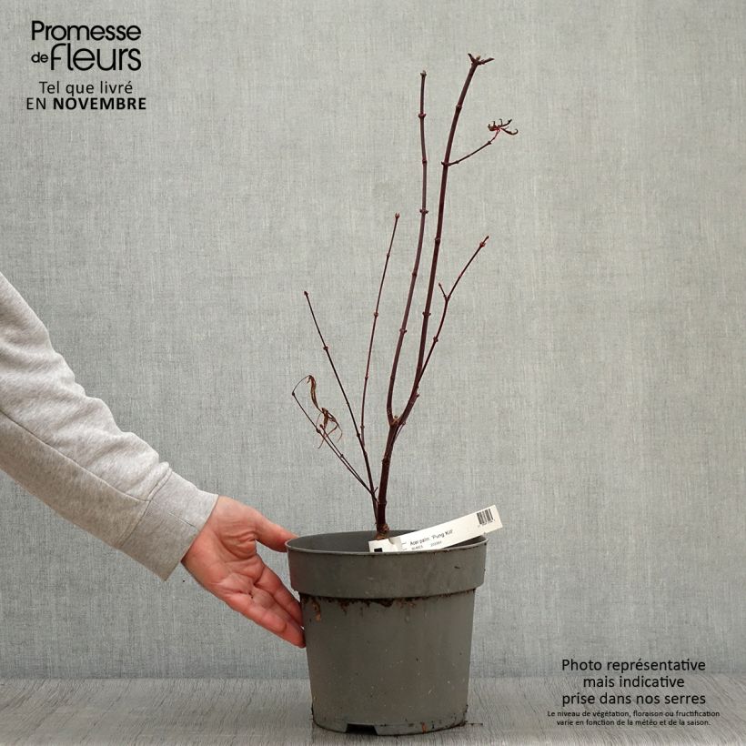 Exemplar von Erable du Japon - Acer palmatum Pung Kill Pot de 4L/5L wie im Herbst geliefert