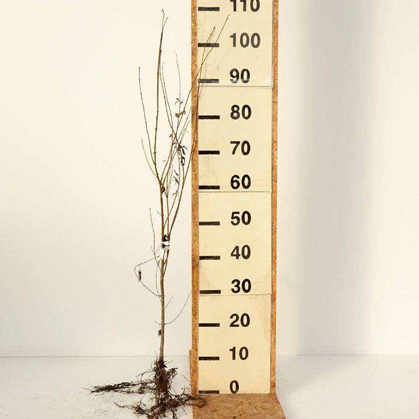 Exemplar von Fächerahorn - Acer palmatum Wurzelnackt wie im Winter geliefert