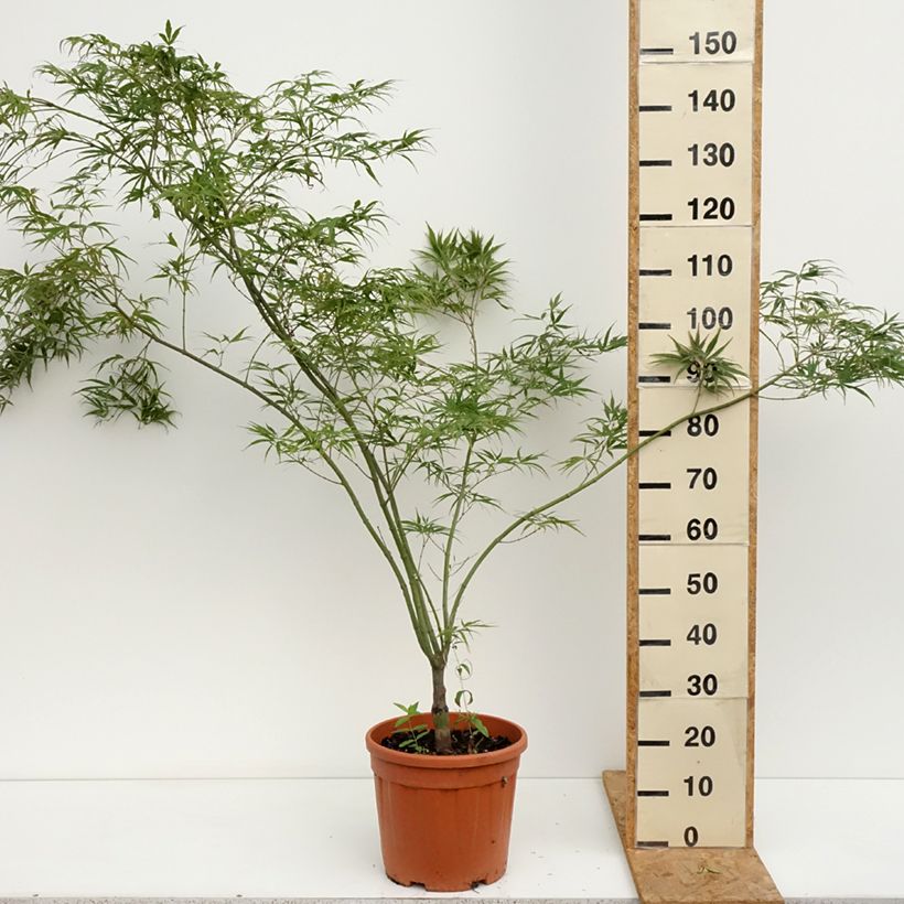 Exemplar von Fächerahorn Red Pygmy - Acer palmatum Topf mit 12L/15L wie im Sommer geliefert
