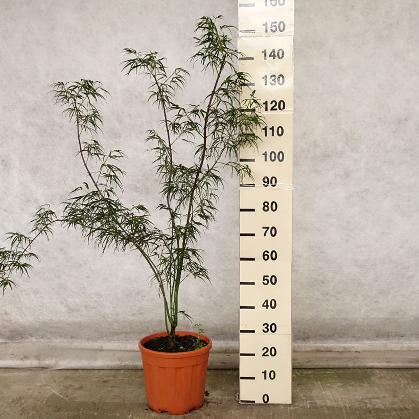 Exemplar von Fächerahorn Red Pygmy - Acer palmatum Topf mit 7,5L/10L wie im Herbst geliefert