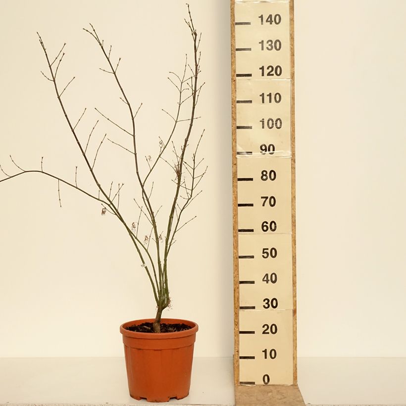 Example of Fächerahorn Red Pygmy - Acer palmatum Topf mit 12L/15L as you get in printemps