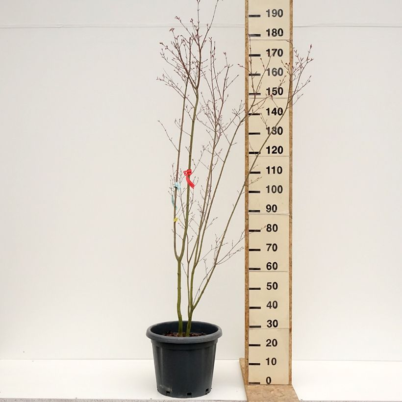 Example of Fächerahorn Redwine - Acer palmatum Topf mit 20L/25L as you get in printemps