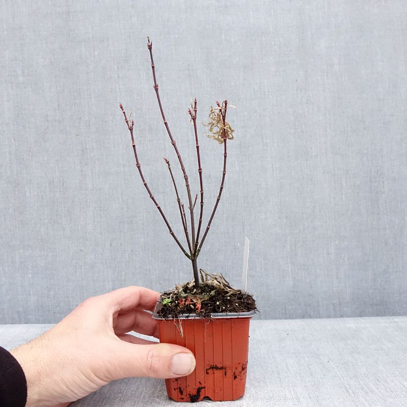 Example of Fächerahorn Royal Garnet - Acer palmatum Kleine Töpfe von 8/9 cm as you get in hiver