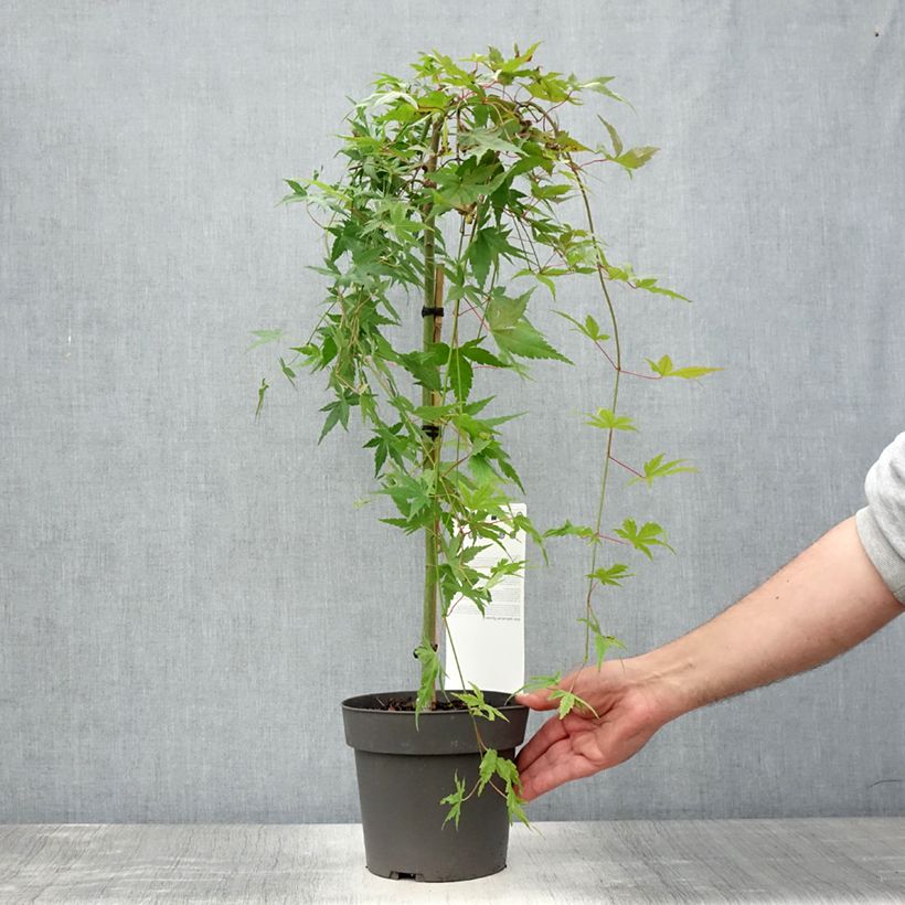 Exemplar von Fächerahorn Ryusen - Acer palmatum Topf mit 3L/4L, Stamm wie im Sommer geliefert