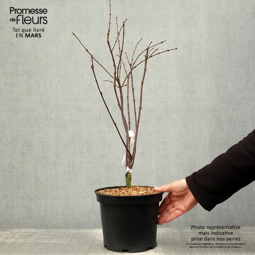 Example of Fächerahorn Shaina - Acer palmatum Topf mit 3L/4L as you get in printemps