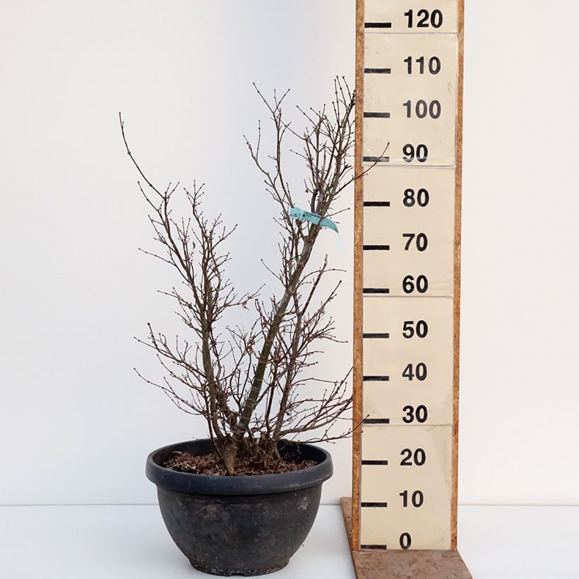 Example of Fächerahorn Shaina - Acer palmatum Topf mit 18L/20L as you get in hiver