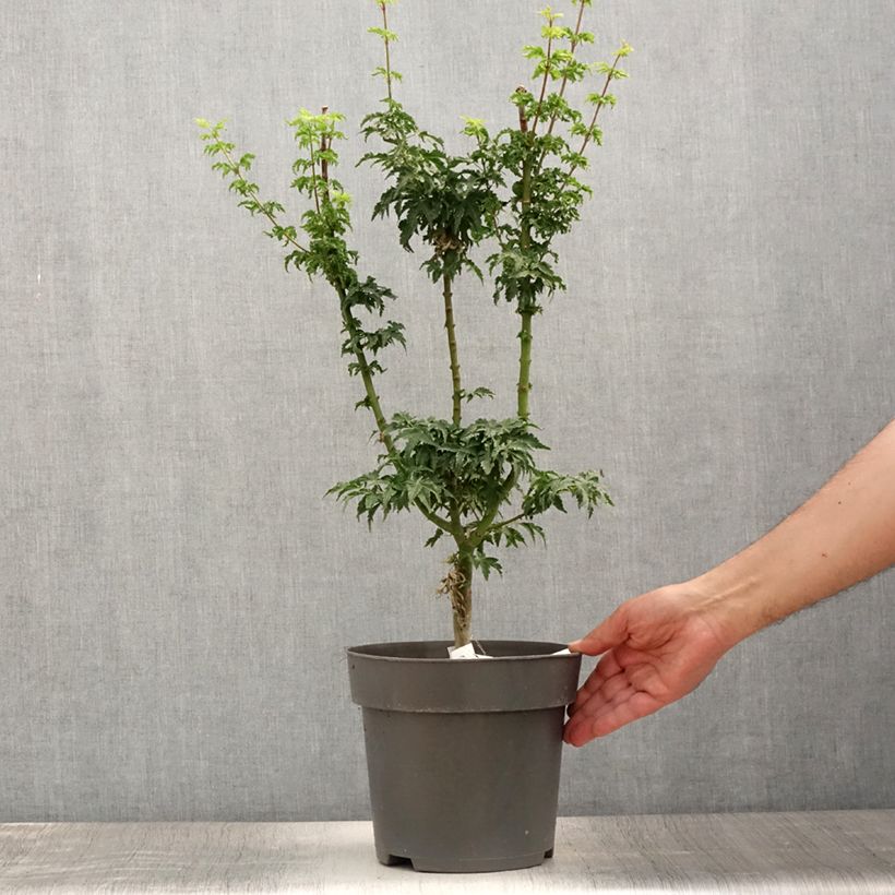 Exemplar von Fächerahorn Shishigashira - Acer palmatum Topf mit 3L/4L wie im Sommer geliefert
