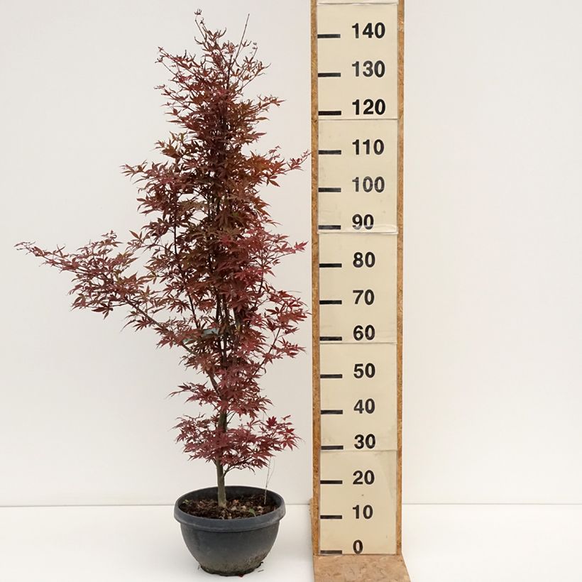 Exemplar von Fächerahorn Skeeter's Broom - Acer palmatum Becher 7,5L / 10L, Strauch wie im Sommer geliefert