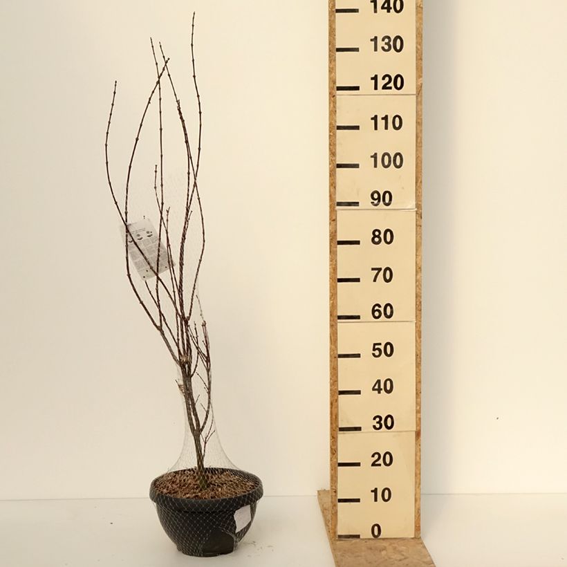 Exemplar von Fächerahorn Skeeter's Broom - Acer palmatum Becher 7,5L / 10L, Strauch wie im Winter geliefert