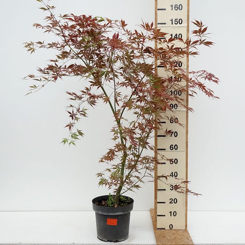 Exemplar von Fächerahorn Sumi-nagashi - Acer palmatum Topf mit 12L/15L, Strauch wie im Sommer geliefert