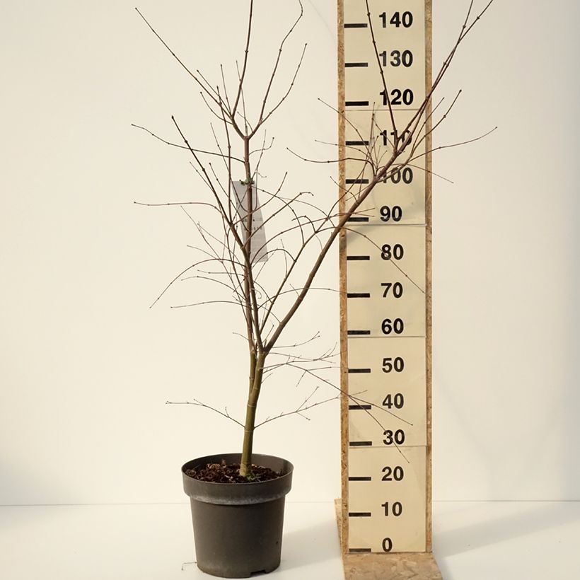 Exemplar von Erable du Japon - Acer palmatum Sumi-nagashi Pot de 12L/15L, Buisson, Touffe wie im Winter geliefert