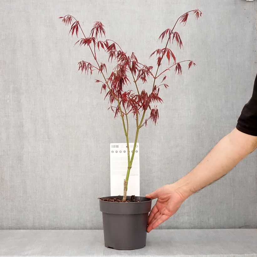 Exemplar von Fächerahorn Sumi-nagashi - Acer palmatum Topf mit 3L/4L wie im Frühjahr geliefert