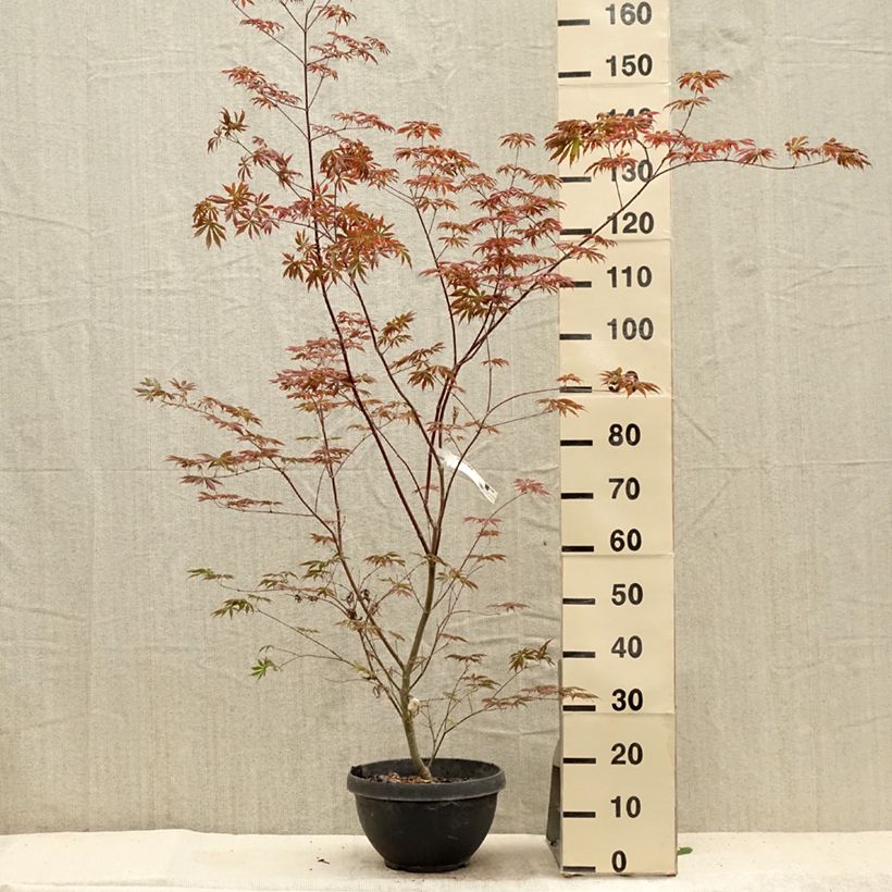 Exemplar von Fächerahorn Trompenburg - Acer palmatum Topf mit 6L/7L wie im Sommer geliefert