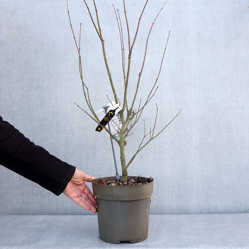 Exemplar von Erable du Japon - Acer palmatum Villa taranto Pot de 4L/5L wie im Winter geliefert