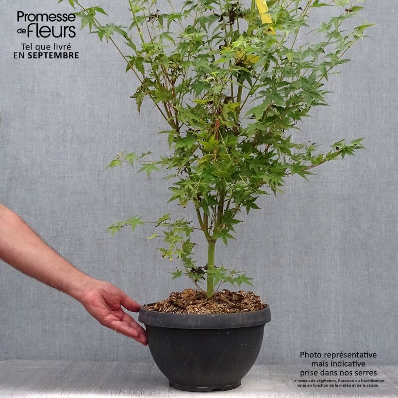 Exemplar von Fächerahorn Bi Hoo - Acer palmatum Becher 7,5L / 10L wie im Herbst geliefert