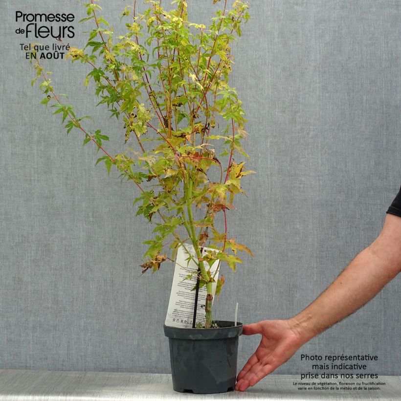 Exemplar von Fächerahorn Bi Hoo - Acer palmatum Topf mit 2L/3L wie im Sommer geliefert