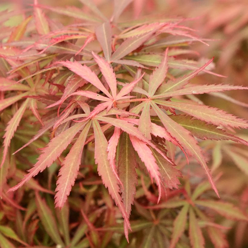 Fächerahorn Jerre Schwartz - Acer palmatum (Laub)