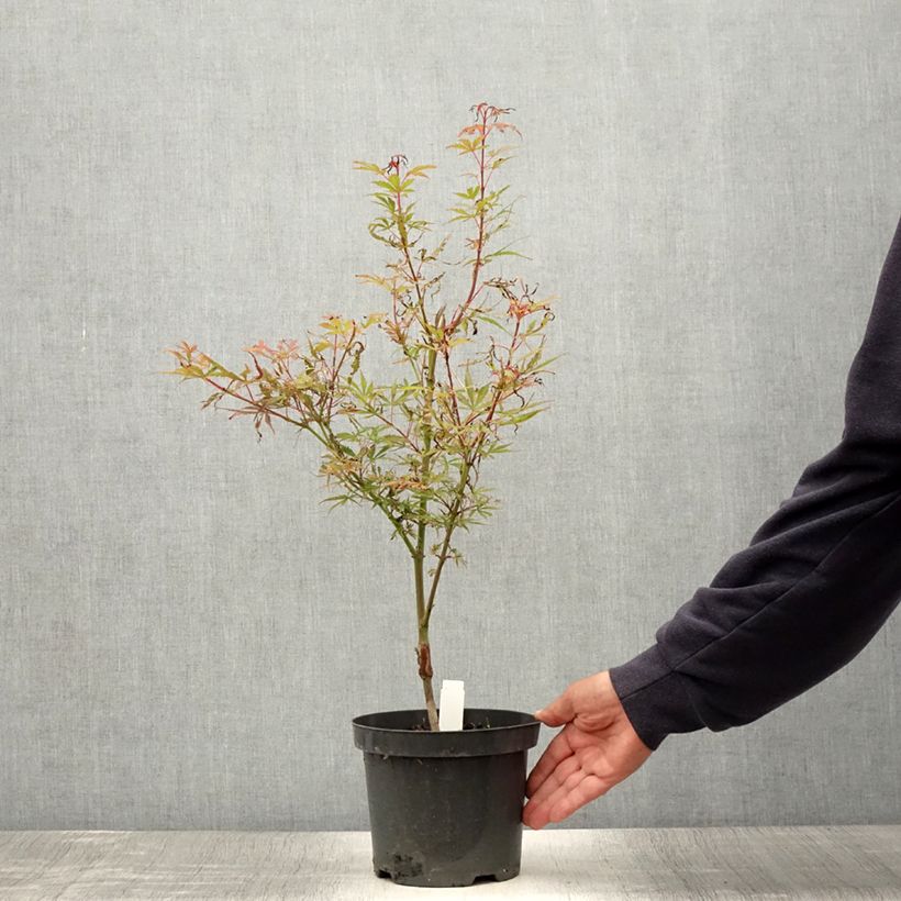 Exemplar von Fächerahorn Jerre Schwartz - Acer palmatum Topf mit 2L/3L wie im Sommer geliefert