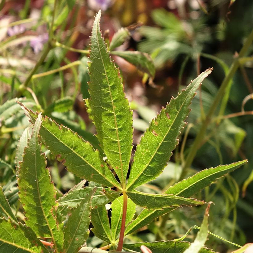 Fächerahorn Koto-No-Ito - Acer palmatum (Laub)