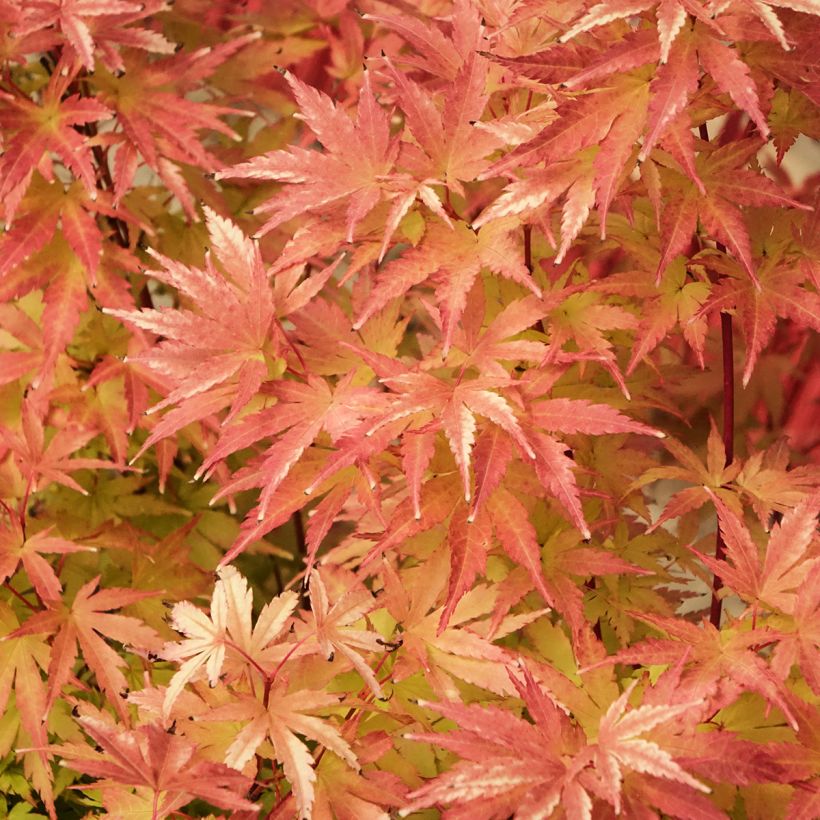 Fächerahorn Red Wood (Gepfropfte Pflanzen) - Acer palmatum (Laub)
