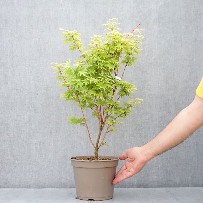 Exemplar von Fächerahorn Red Wood (Gepfropfte Pflanzen) - Acer palmatum Topf mit 4L/5L wie im Frühjahr geliefert