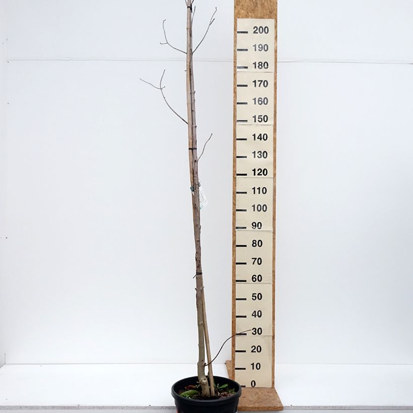 Exemplar von Spitz-Ahorn Crimson King - Acer platanoides Topf mit 20L/25L wie im Herbst geliefert