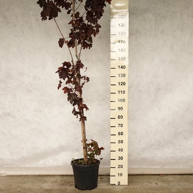 Exemplar von Spitz-Ahorn Crimson King - Acer platanoides Topf mit 20L/25L wie im Sommer geliefert