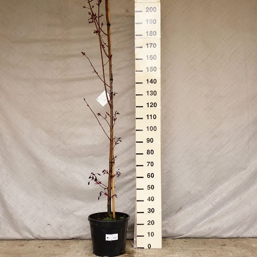 Example of Spitz-Ahorn Crimson King - Acer platanoides Topf mit 20L/25L as you get in printemps