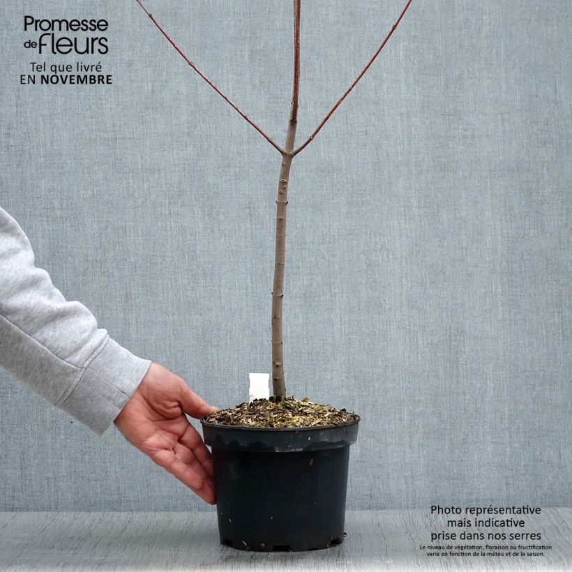 Exemplar von Érable rouge - Acer rubrum Pot de 3L/4L wie im Herbst geliefert