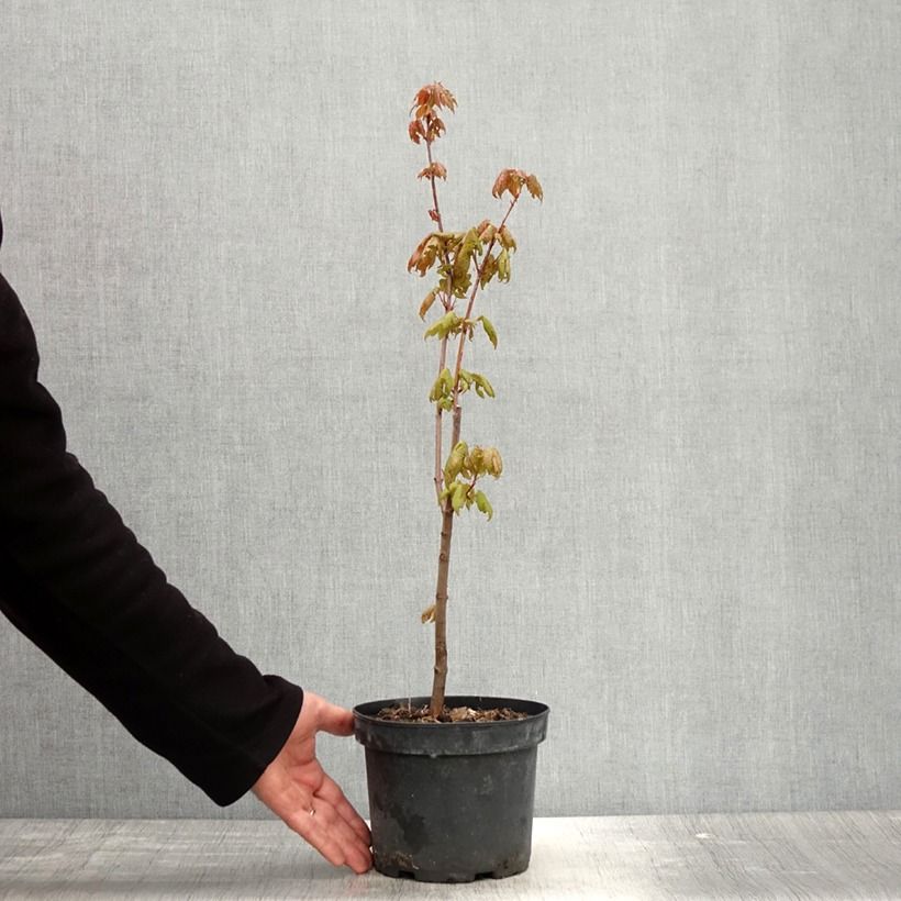 Example of Rot-Ahorn - Acer rubrum Topf mit 3L/4L as you get in printemps